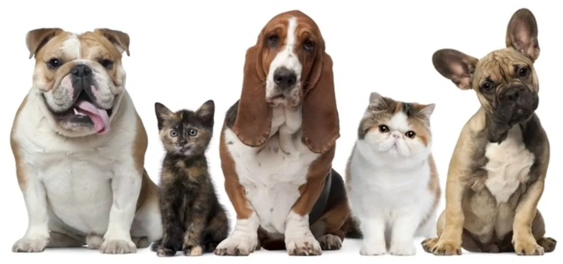 Furry Friends